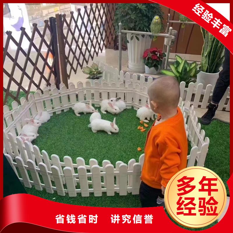 哪有出租羊驼的厂家实力商家