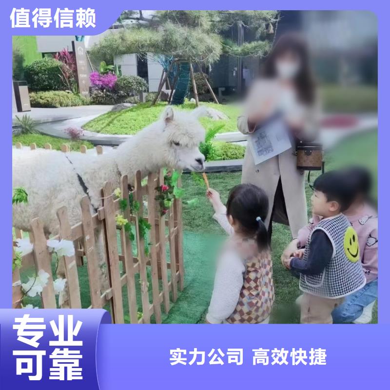 动物表演出租节日活动同城公司
