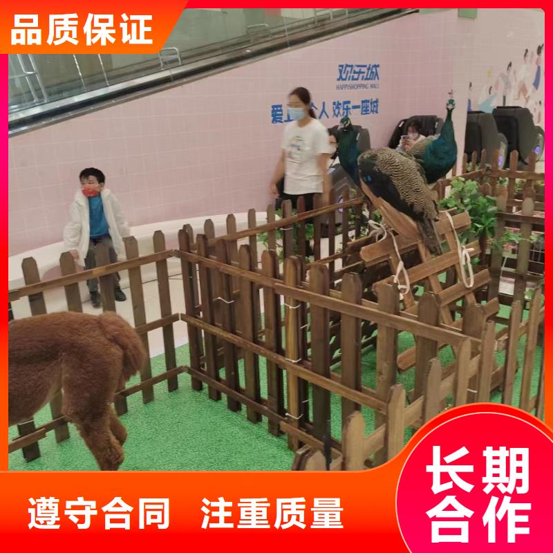 羊驼出售活动庆典技术好