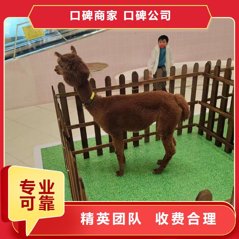 【马戏团/羊驼】出租表演企鹅注重质量本地公司