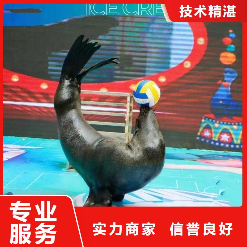 海洋主题动物表演【出租马戏表演】技术精湛当地公司