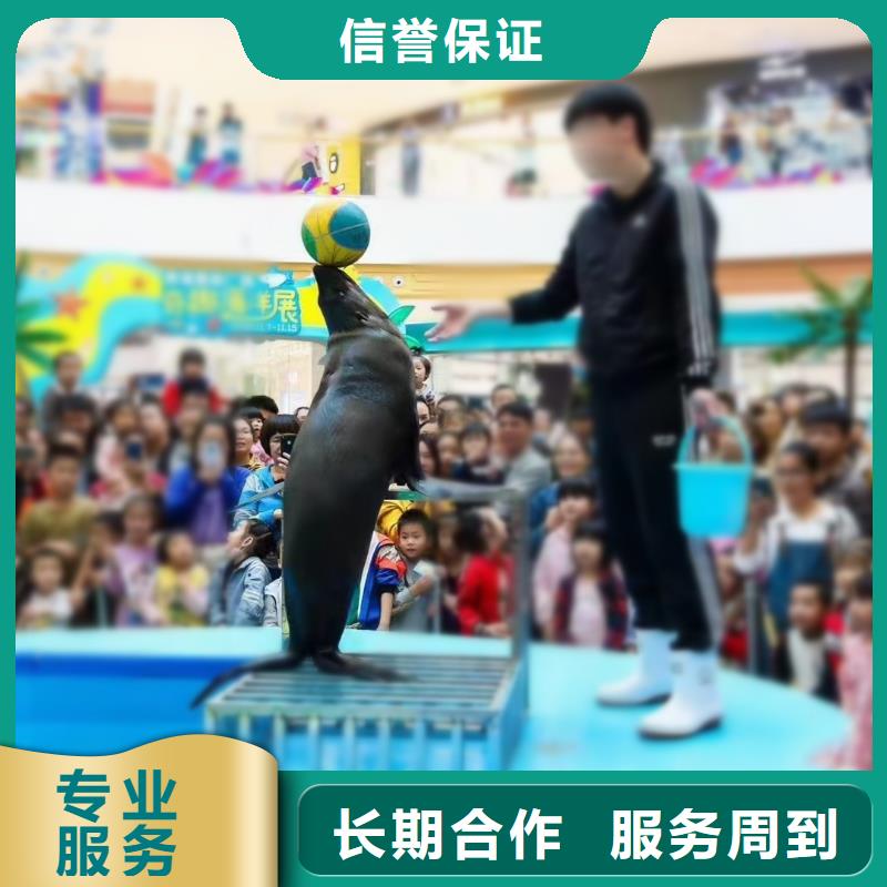 海狮表演出租当地货源