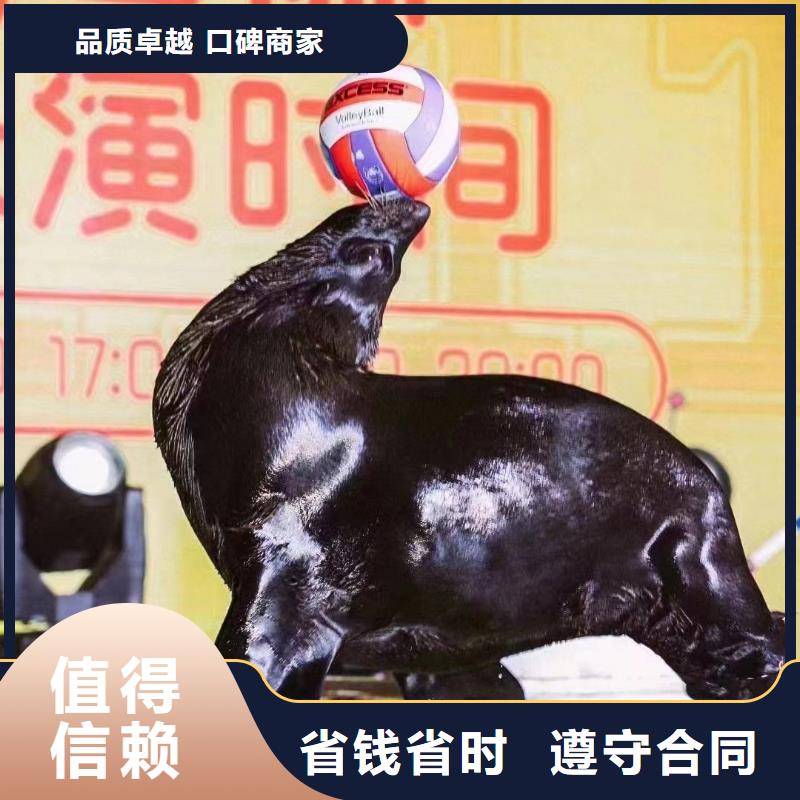 海洋主题动物表演,动物杂技表演专业服务口碑公司