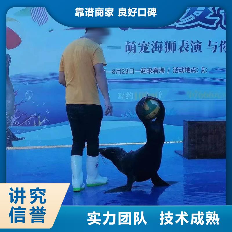 哪有出租海狮表演的资源丰富免费咨询