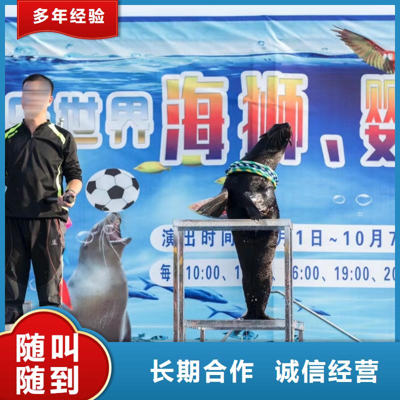 租赁海狮表演主题展览本地厂家