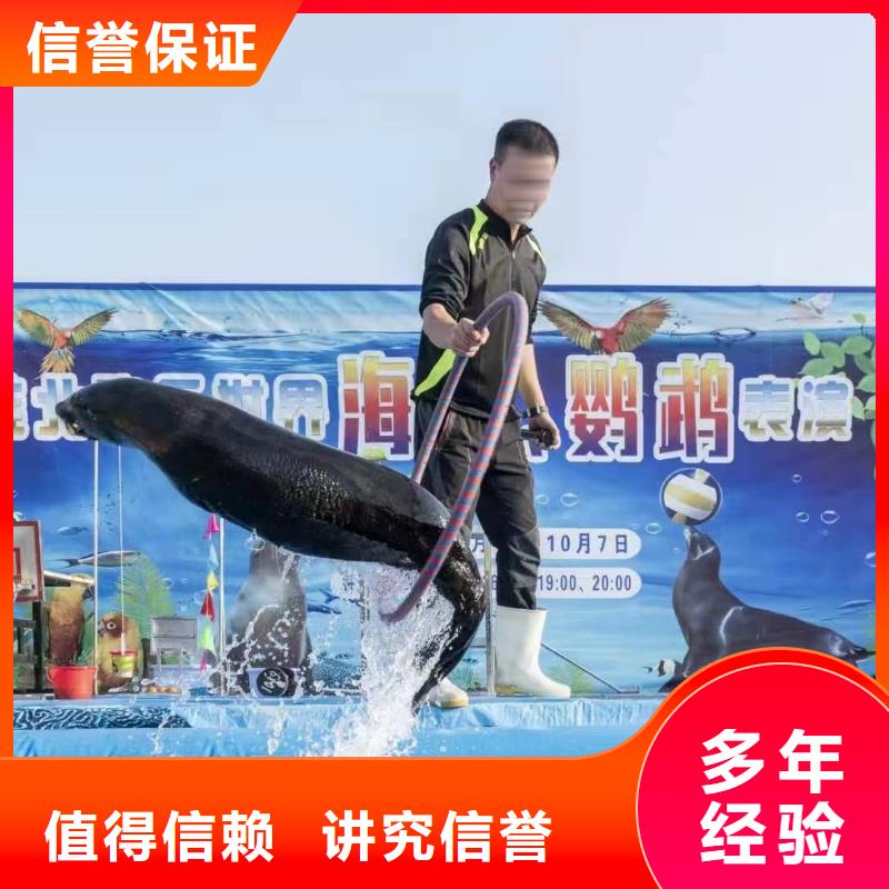 海狮表演暖场方案解决方案