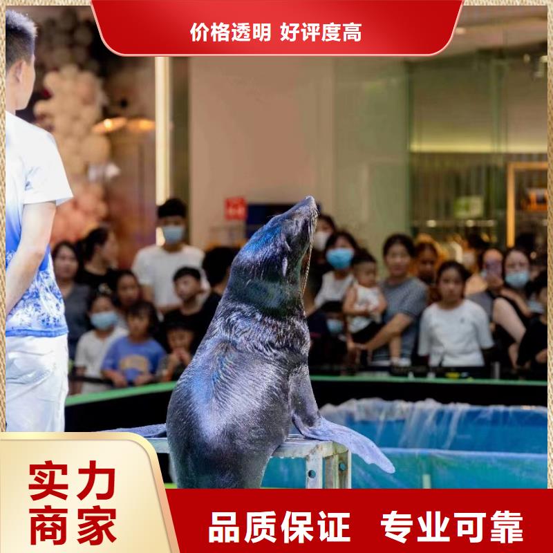 企鹅出租创意方案信誉保证