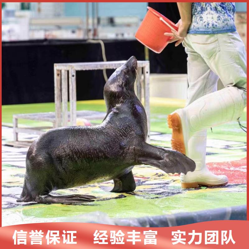 哪有出租企鹅的-哪有出租企鹅的省心当地货源