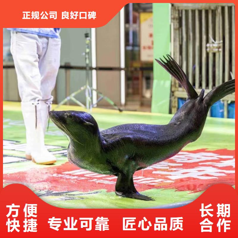 企鹅出租价格活跃气氛信誉良好