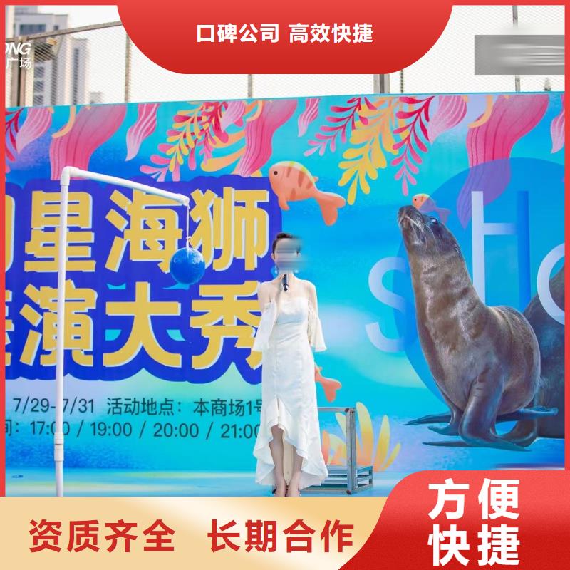 海洋主题动物表演-动物展览秀资质齐全诚信放心