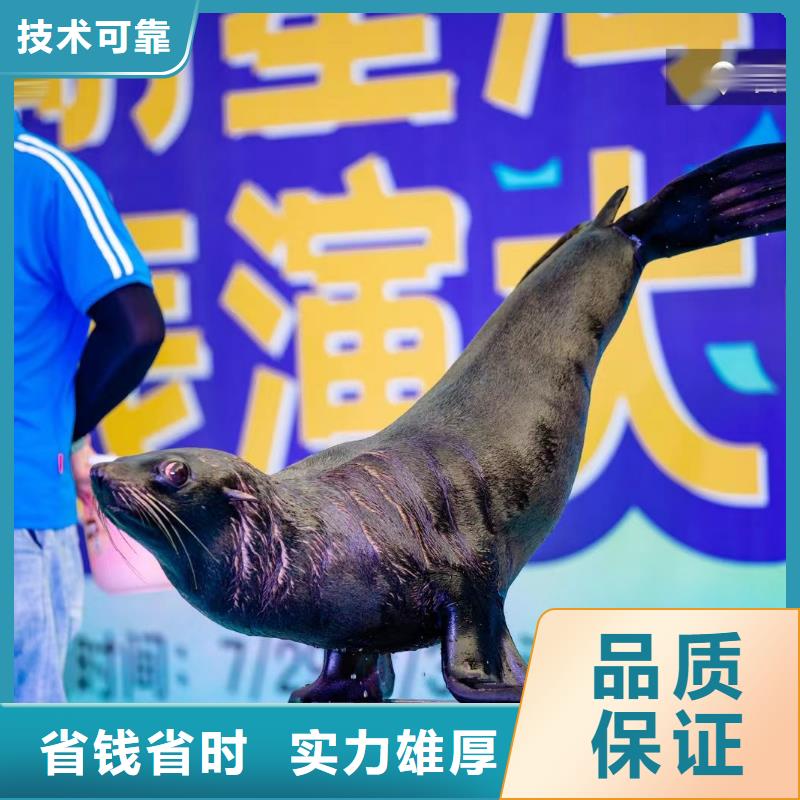 活体企鹅出租联系电话优质服务