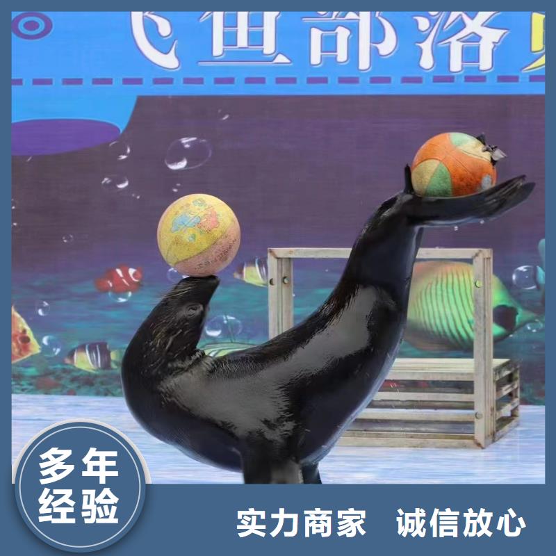 哪有出租企鹅的-信守承诺专业承接