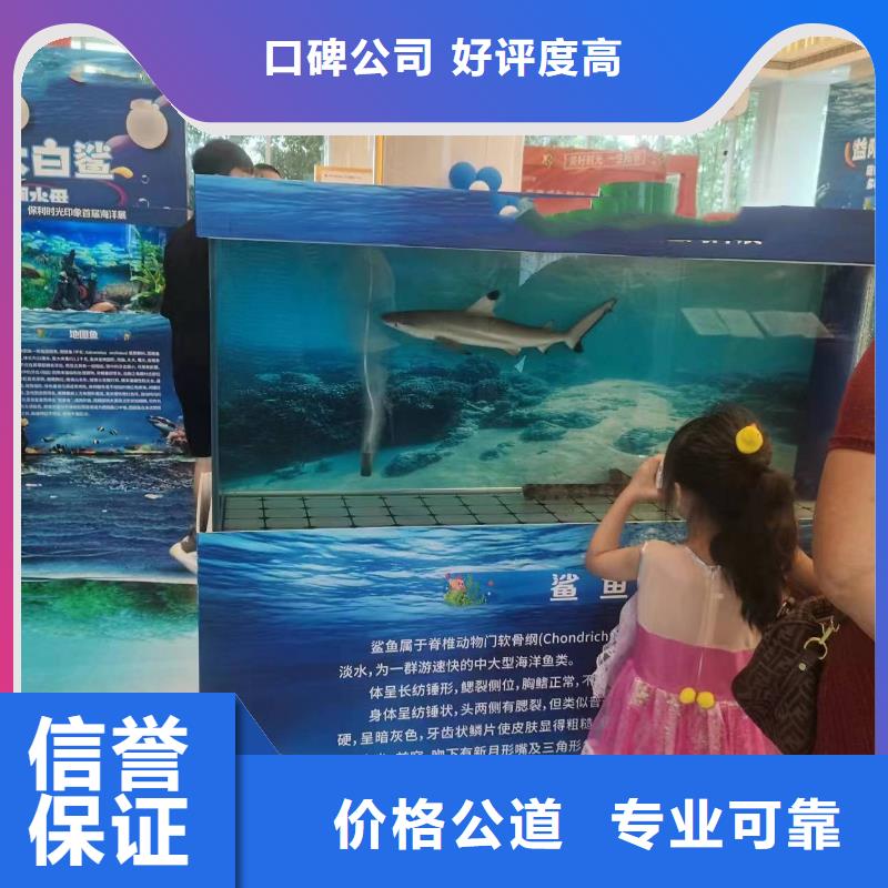 海洋主题动物表演海豚表演有实力当地品牌