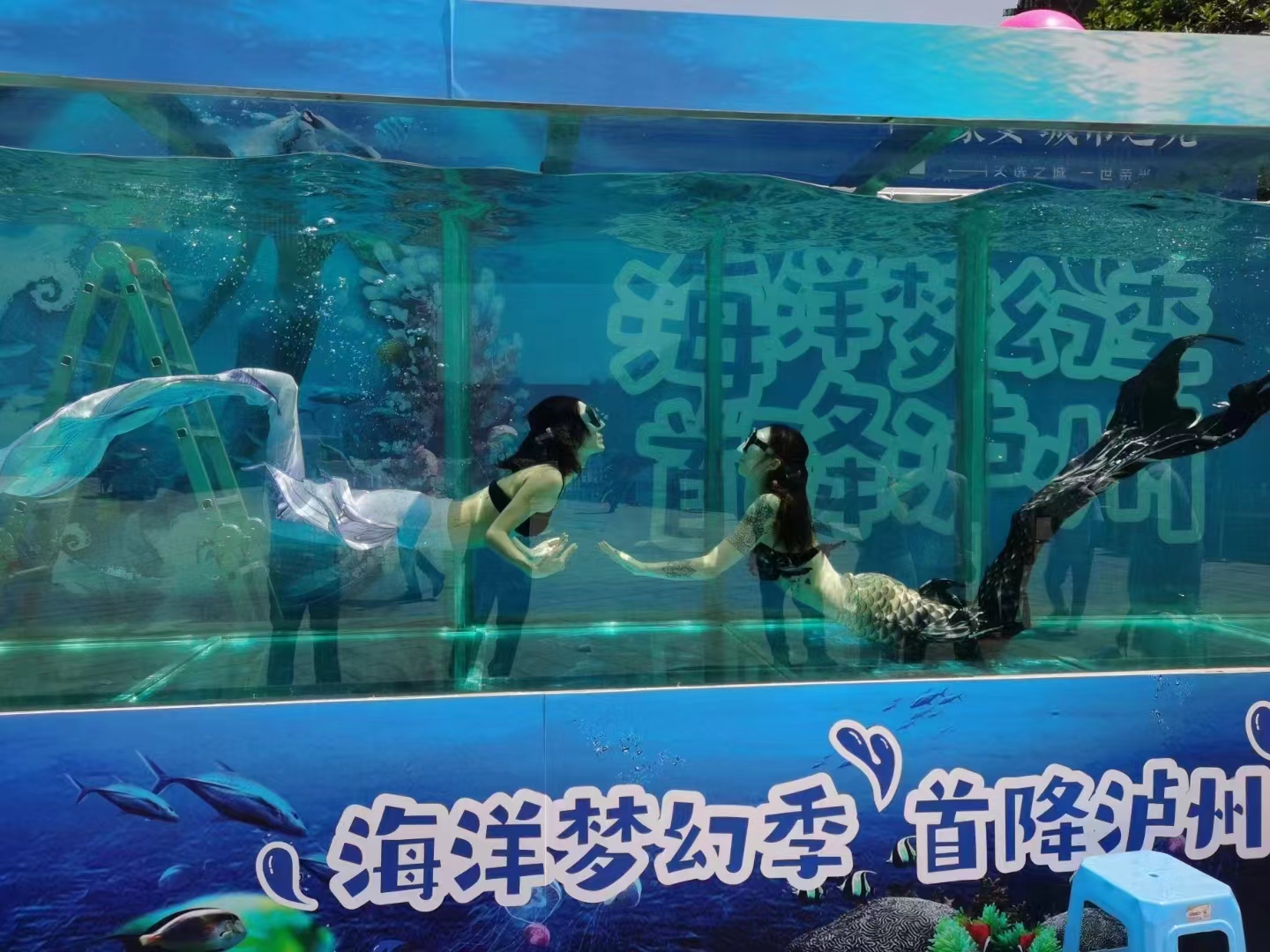 企鹅出租海洋动物承接
