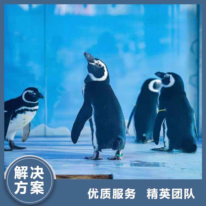 企鹅出租点击查看效果满意为止
