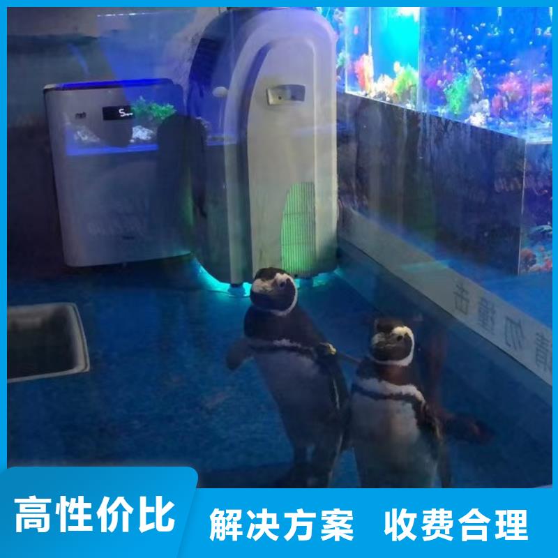 靠谱的企鹅租赁销售厂家本地货源
