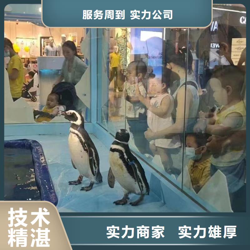海洋主题动物表演【出租海狮表演】正规团队省钱省时