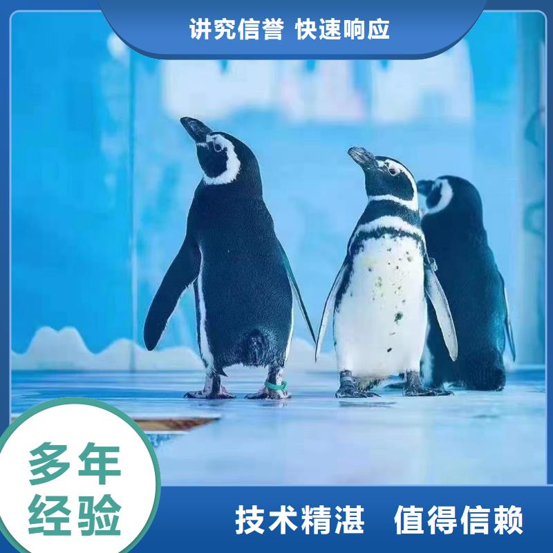 哪有企鹅租赁的一手资源实力商家