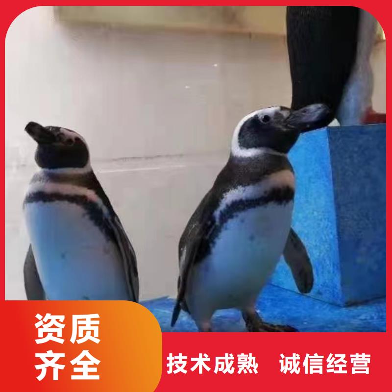 哪里有海洋展租赁的免费策划放心之选
