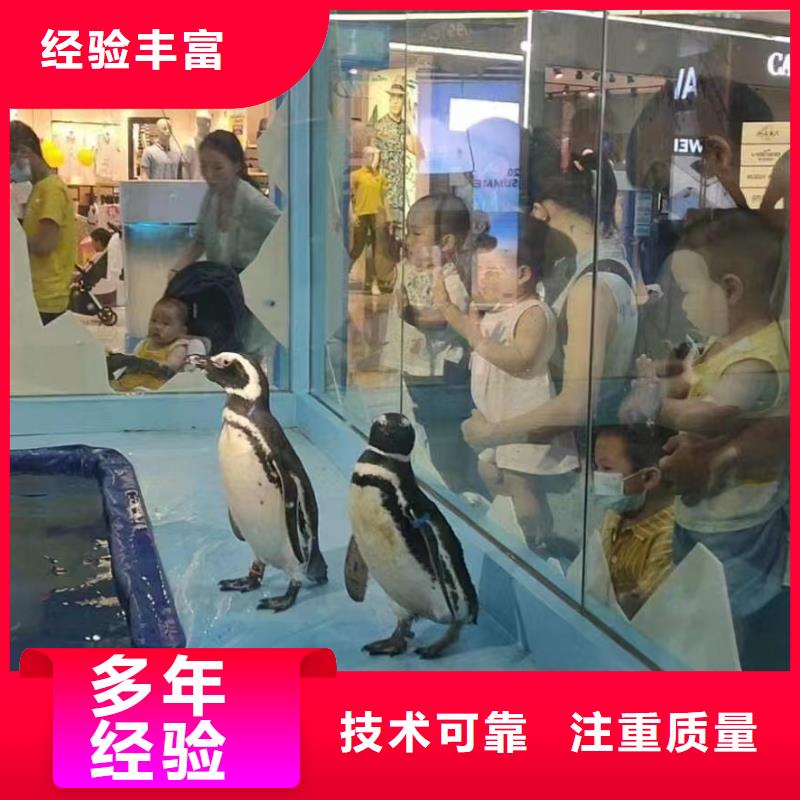 【海洋主题动物表演】房地产开盘庆典技术成熟精英团队