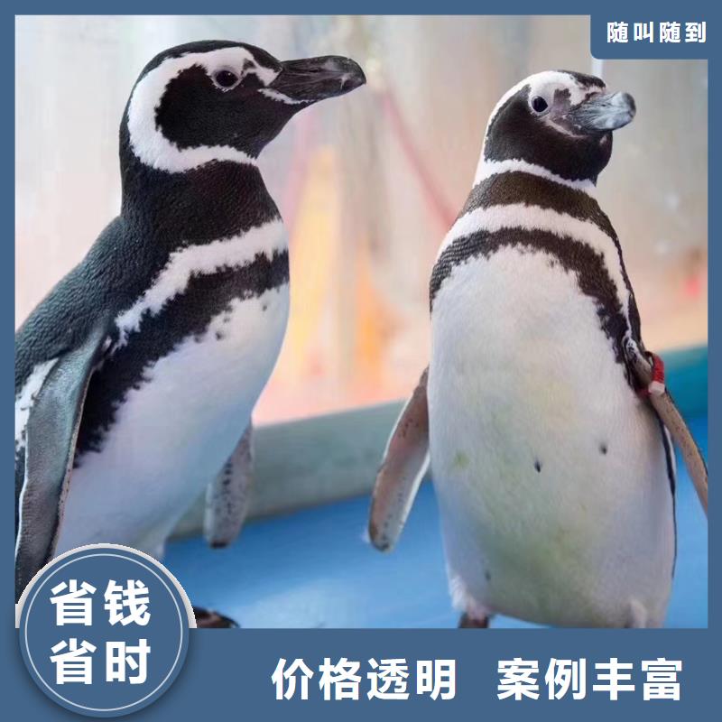 【海洋主题动物表演】,表演动物出租2025专业的团队品质好