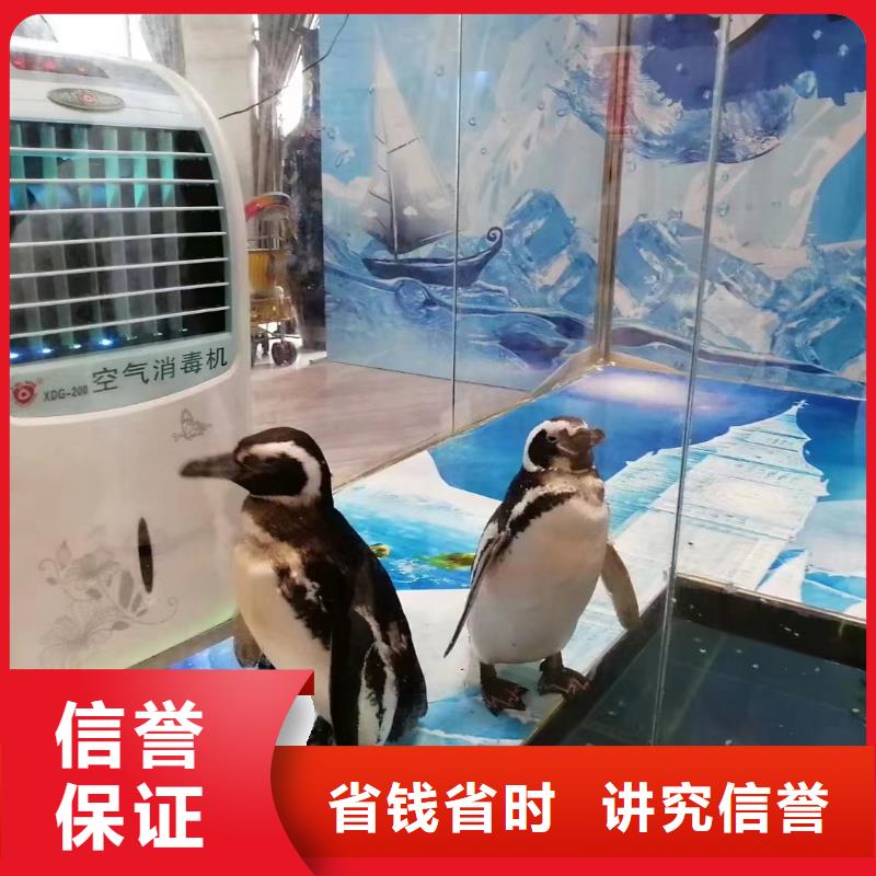 租赁海狮表演一手资源同城经销商