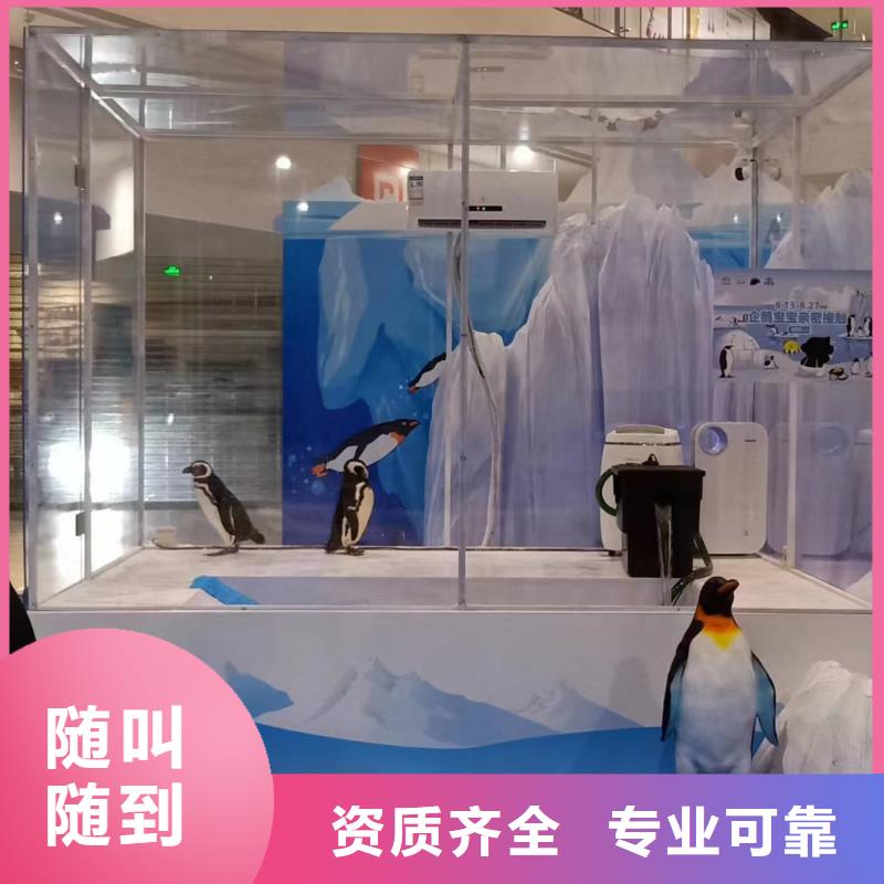 鳄鱼表演租赁活跃气氛同城厂家