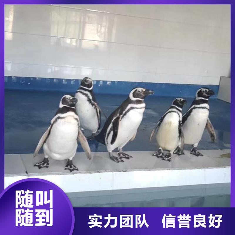 海洋生物展出租公司活动方案技术可靠