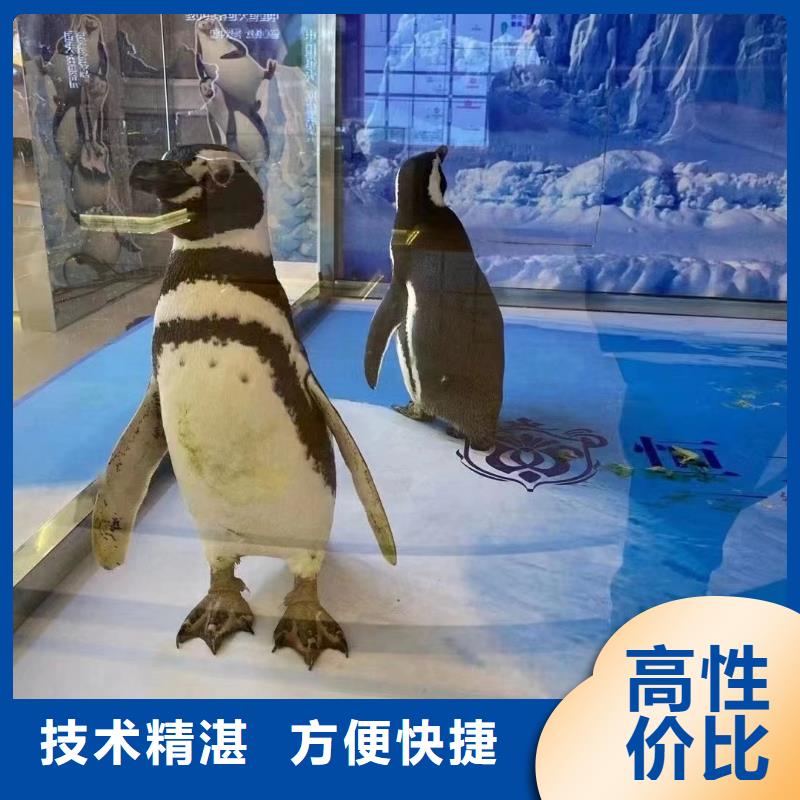 美人鱼表演租赁图片参考当地经销商