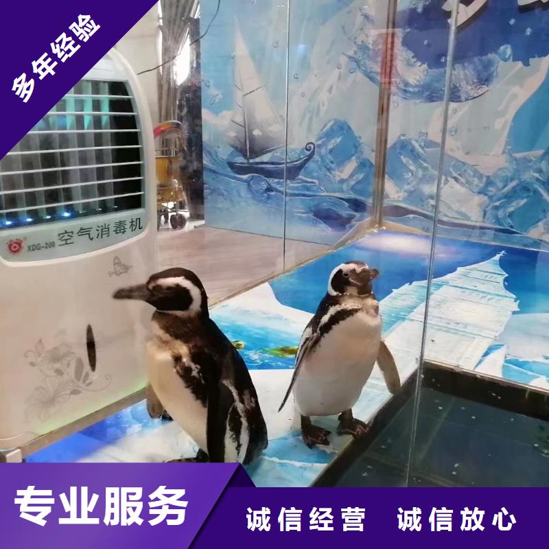 美人鱼表演出租报价遵守合同
