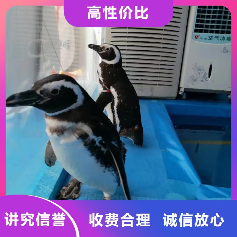 海狮表演出租联系方式团队