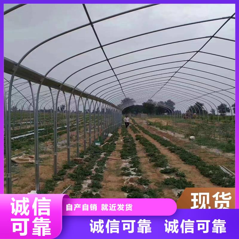 饶平县蔬菜大棚钢管生产基地同城品牌
