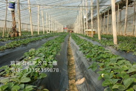 稻壳鸡粪促进农田丰收