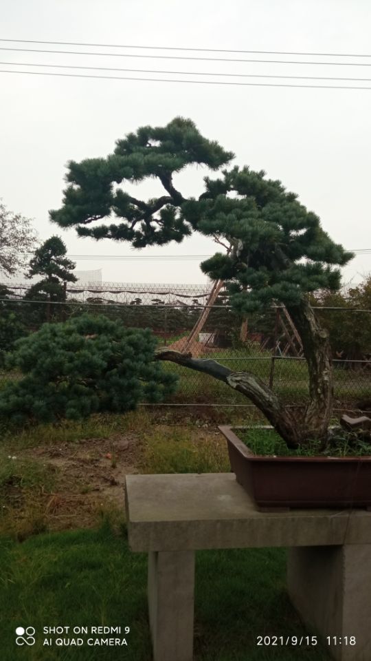 煤化工废水污染水体处理黒臭水体治理免费咨询一个起售
