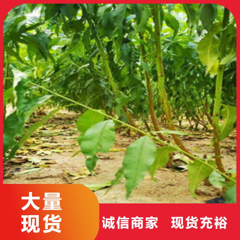 夏姬油桃树苗几年结果准时交付