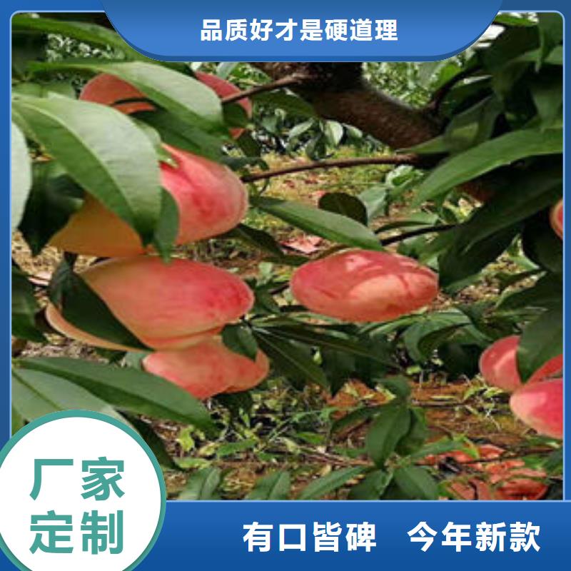 黑桃树苗价格买的是放心