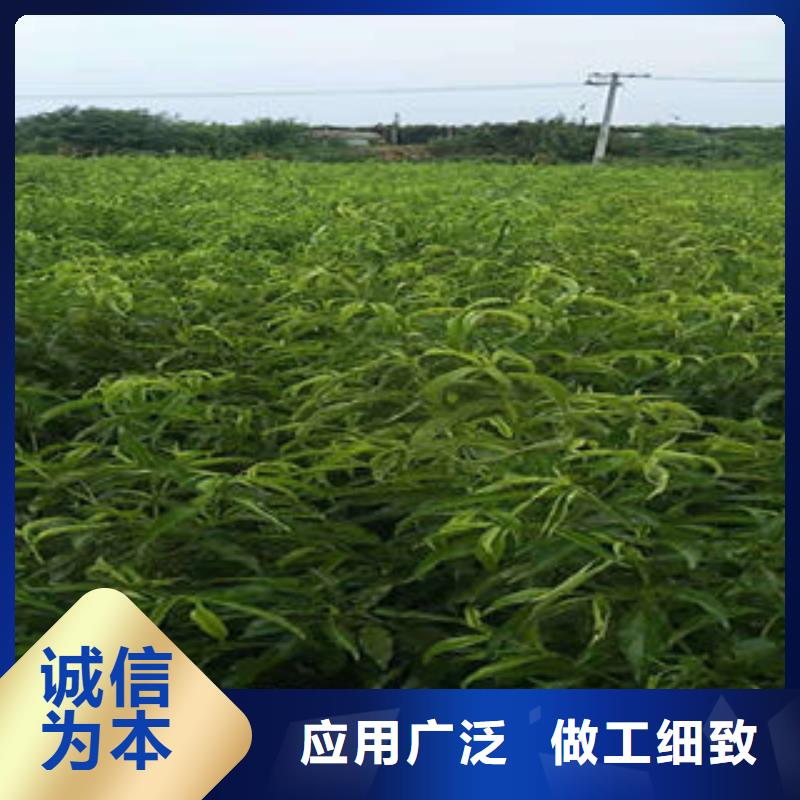 0.6厘米几年结果品质可靠