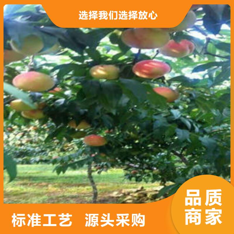 映霜红桃树苗30公分购买的是放心