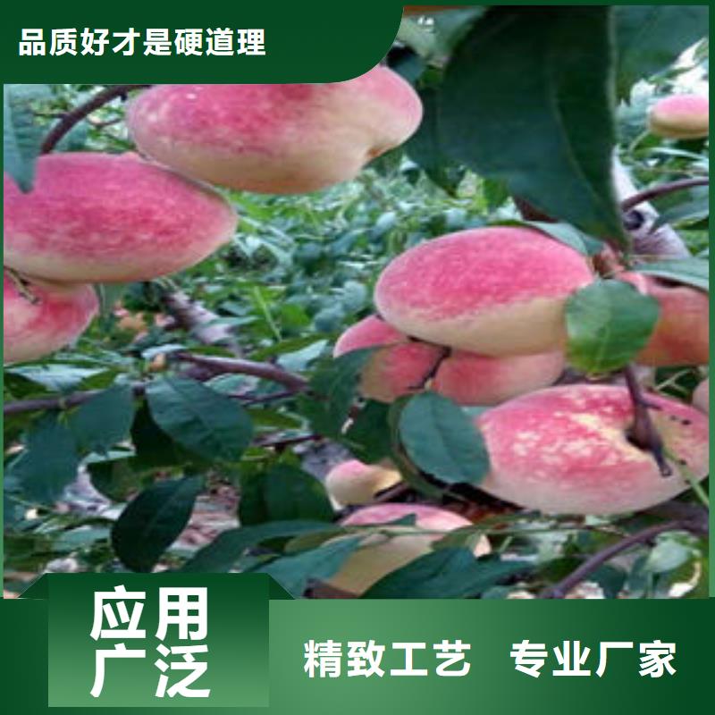 12公分基地当地经销商