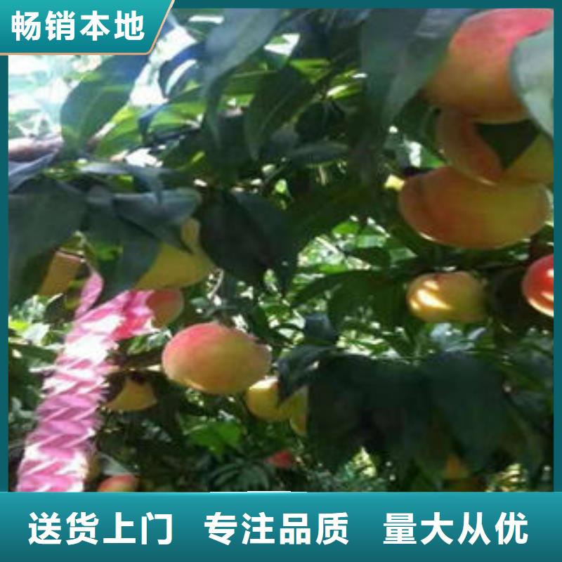 5年种植方法品质值得信赖