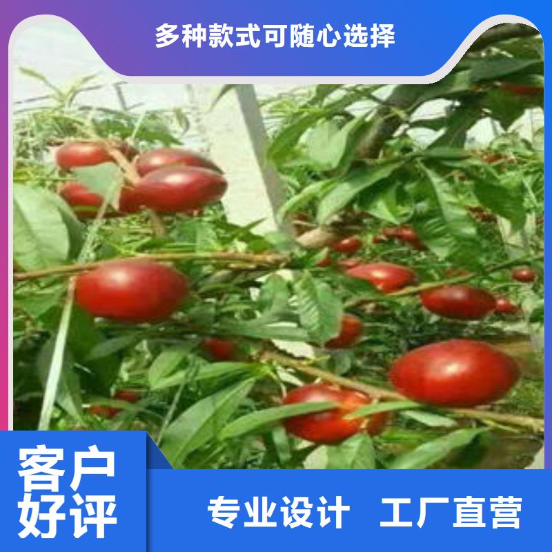 18厘米多少钱一株质量无忧