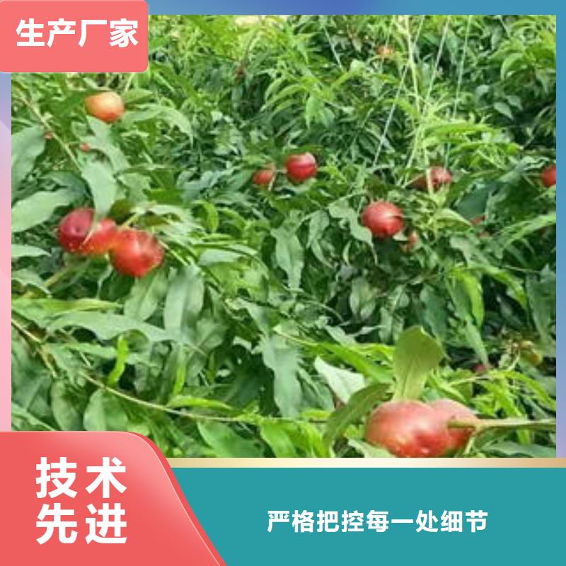 0.6公分多少钱一株真材实料诚信经营