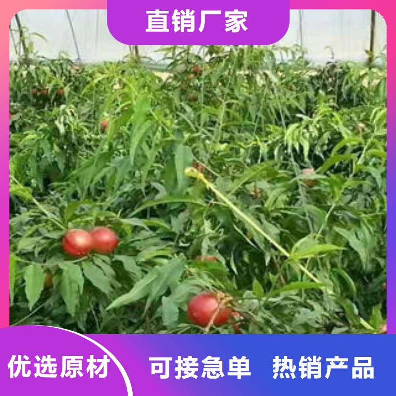 双红油桃树苗0.9公分批发供应