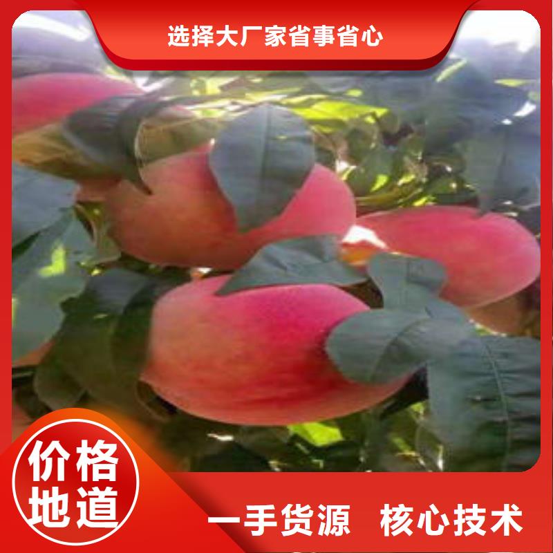 春雪桃树苗1公分专业品质