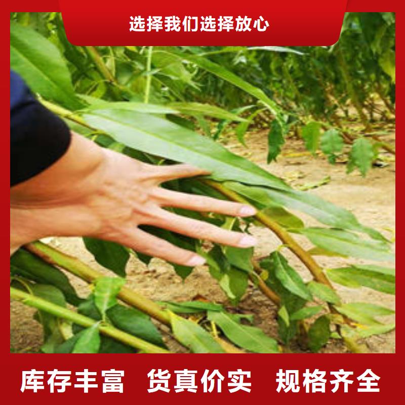 4公分质优价廉本地供应商