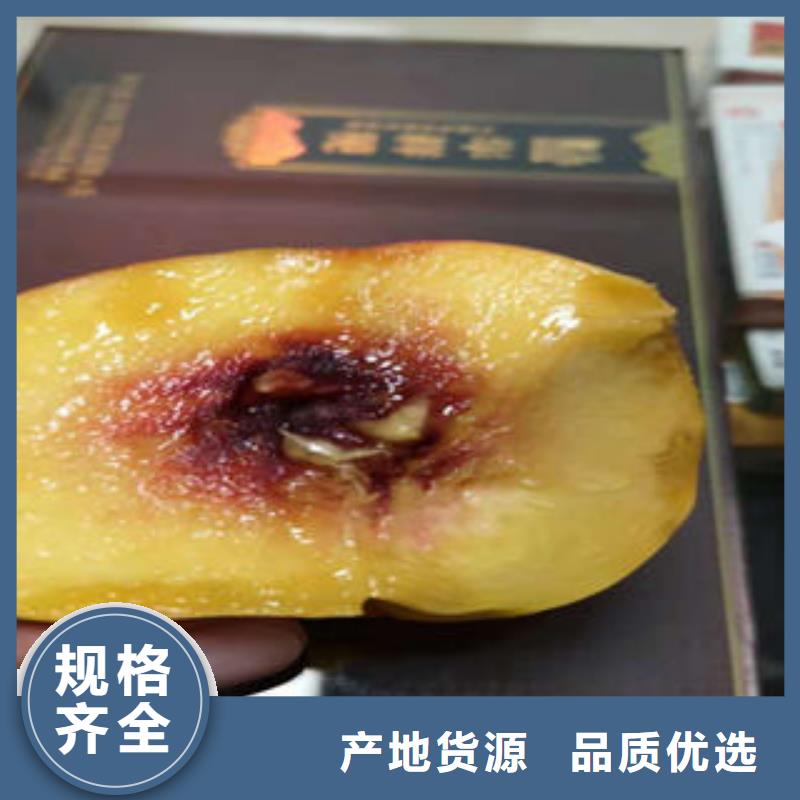 夏姬油桃树苗70公分当地制造商