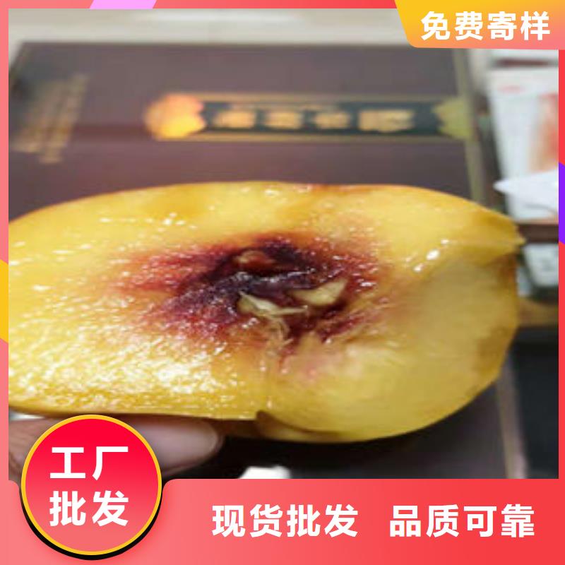 永莲蜜桃3号桃树苗3公分批发供应