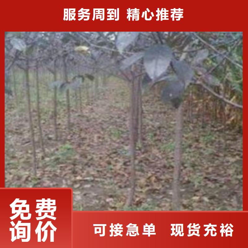6厘米品种介绍实力派厂家