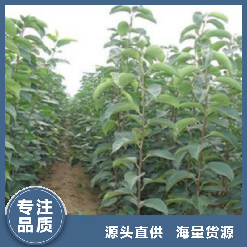 1.2米产地价格精心选材