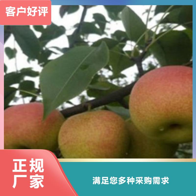 5厘米高产品种诚信经营质量保证